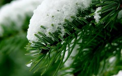 Зелень - зима by SetFly