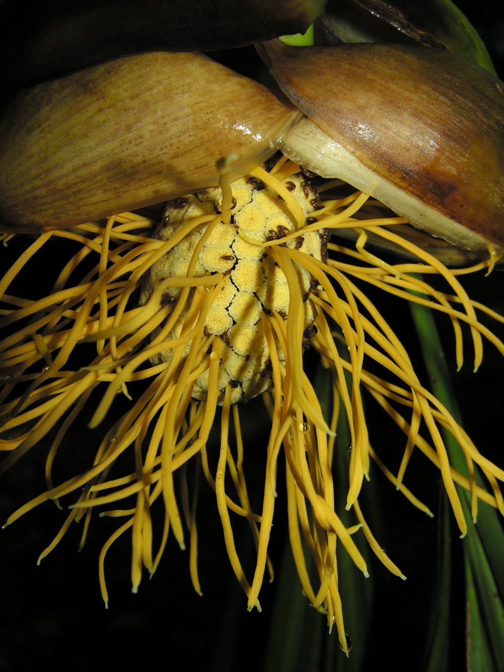 Thoracocarpus image