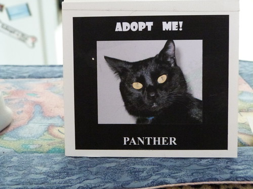 Erm... No Thanks, Panther