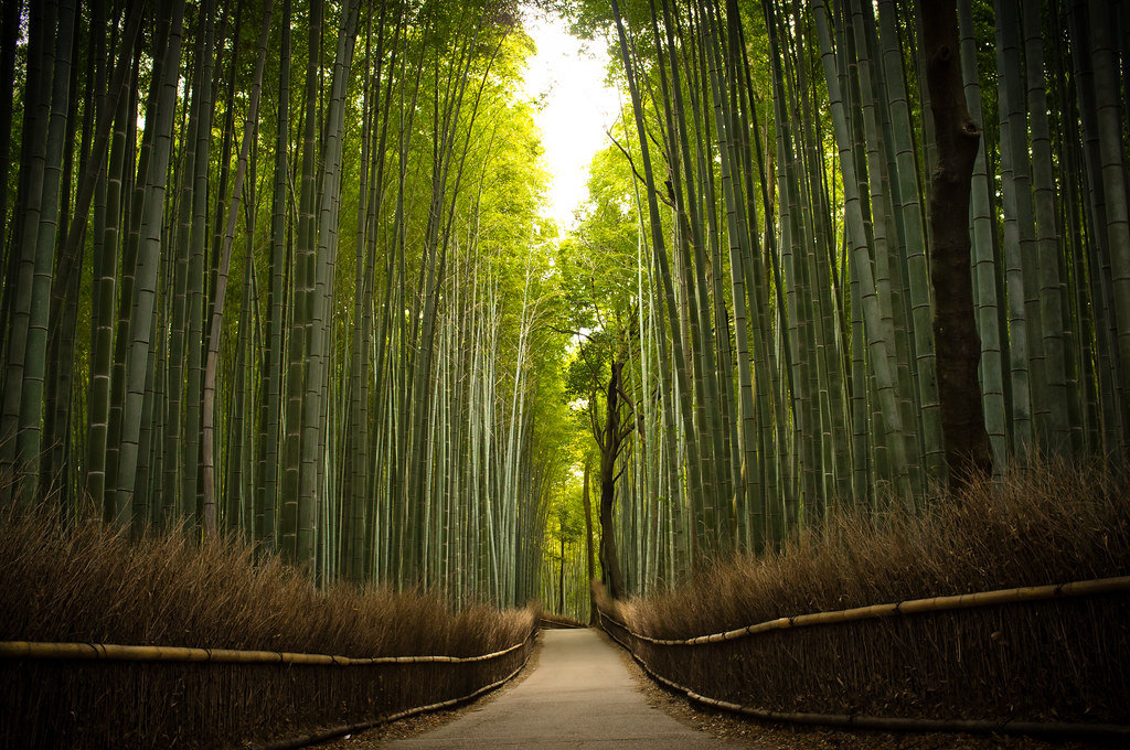 the path of bamboo, revisited #16 (near Tenryuu-ji temple, Kyoto)