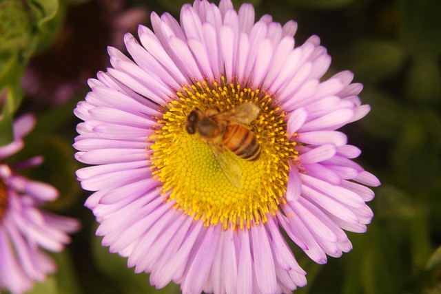 bee