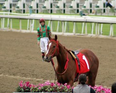 Horse racing 2012