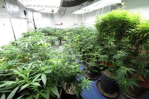 Medical Cannabis Growing Operation in Oakland, California