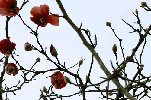 1/19/12 - Japanese Magnolia in bloom by {elke}