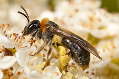 Andrena haemorrhoa