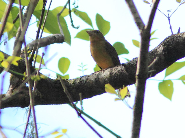 Summer Tanager 20120131