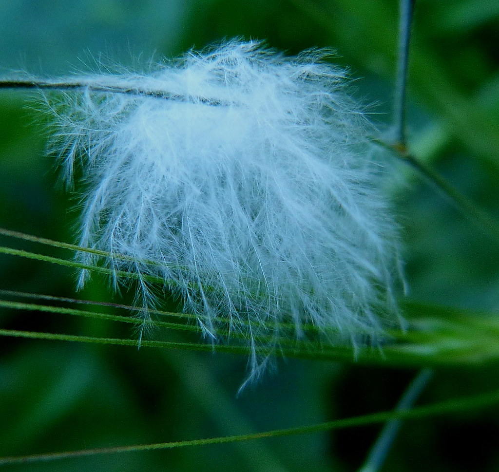 04-02-2012-feather2