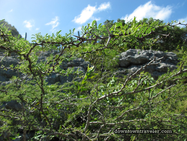 Curacao Mt Christofell Hike thorn tree