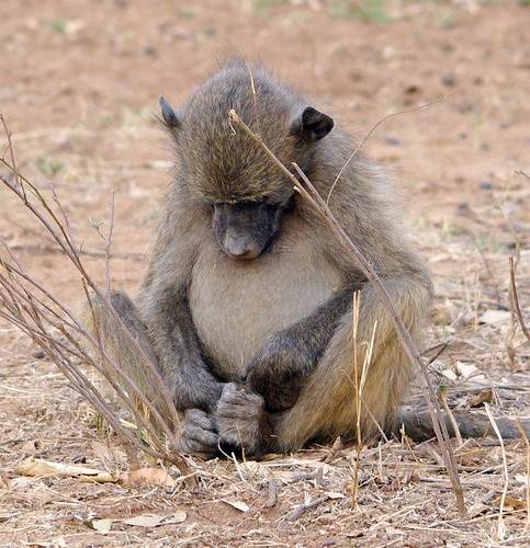Young Baboon by masaiwarrior