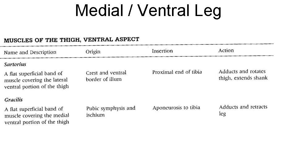 12. Medial Leg Muscles OIA