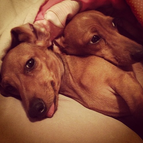 This is my life tonight #dachshund #petstagram #puppies #wiener #sausage by seedat590