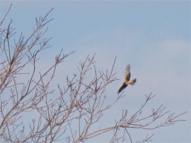 Northern Harrier in Lake Bloomington, IL