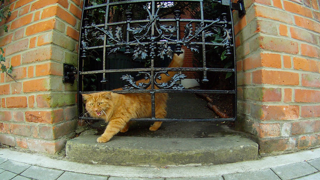 drooler at the gate miaowing