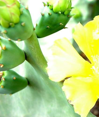 Fresh green cactus detail, yellow flower, La Paz, Baja California Sur, Mexico by Wonderlane