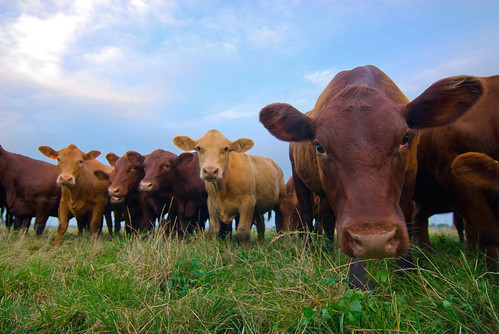 The USDA organic label on dairy or meat products means that the animals from which it originated were raised in living conditions that accommodated their natural behaviors, without being administered hormones or antibiotics, and while grazing on pasture grown on healthy soil.  Photo by Ryan Thompson.