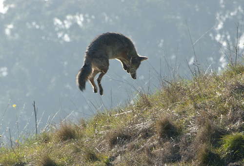 2011-12-17-wildcat 096 - Coyote Pounce