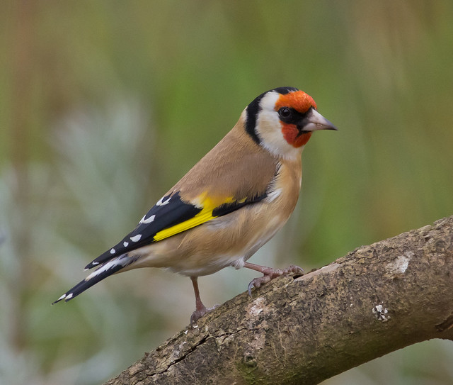 goldfinch cloudy day 6