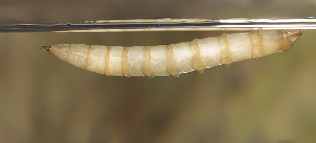 Tabanus giant horsefly larva 5 edited