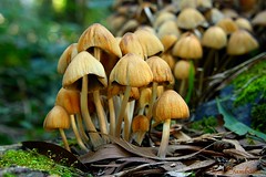 Mushrooms | Cogumelos