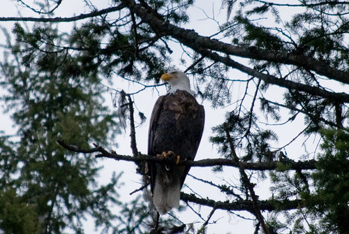 Eagle on Watch by Sandee4242