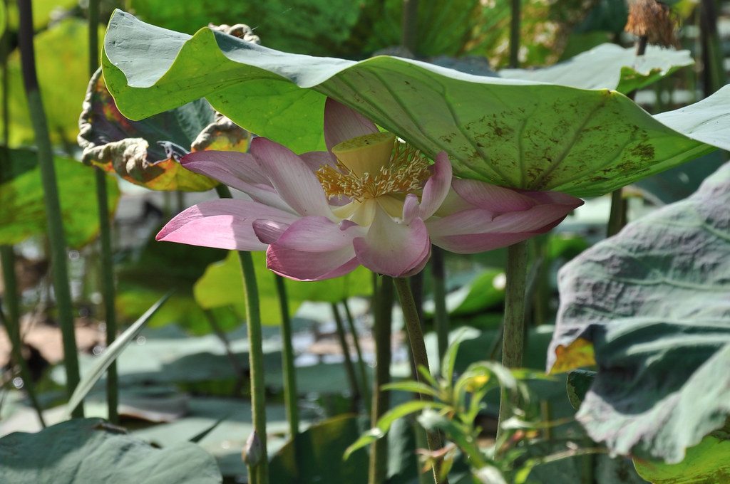 Lotus Pond ...