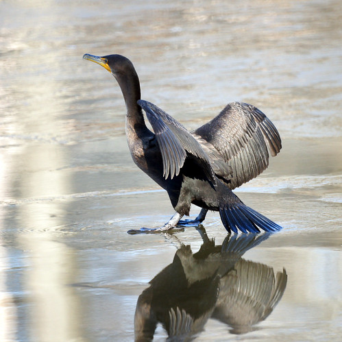 Cormorant on the Ice