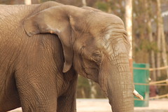 Safaripark: olifanten