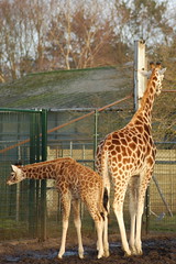 Safaripark: telgangers