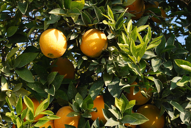 Citrus sinensis 0282