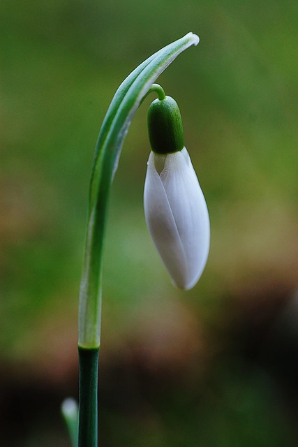 A close-up of a snowdrop flower