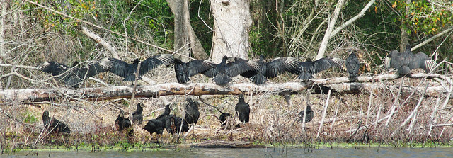 Black Vulture Chorus Line