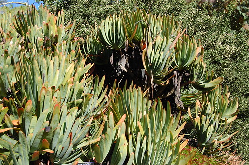 Aloe plicatilis by FarOutFlora