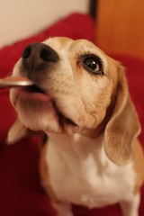 No Need to Worry about Food by Kaiser the Beagle