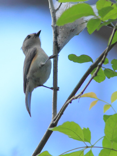 Tufted Titmouse 20120131