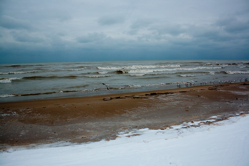 Winter gulls