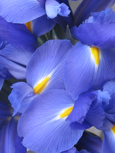 Blue Iris Flowers