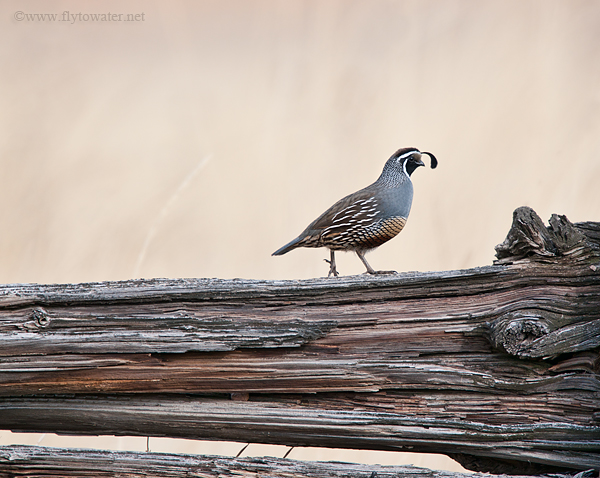 Gambel's Quail - Rural - Old Fence