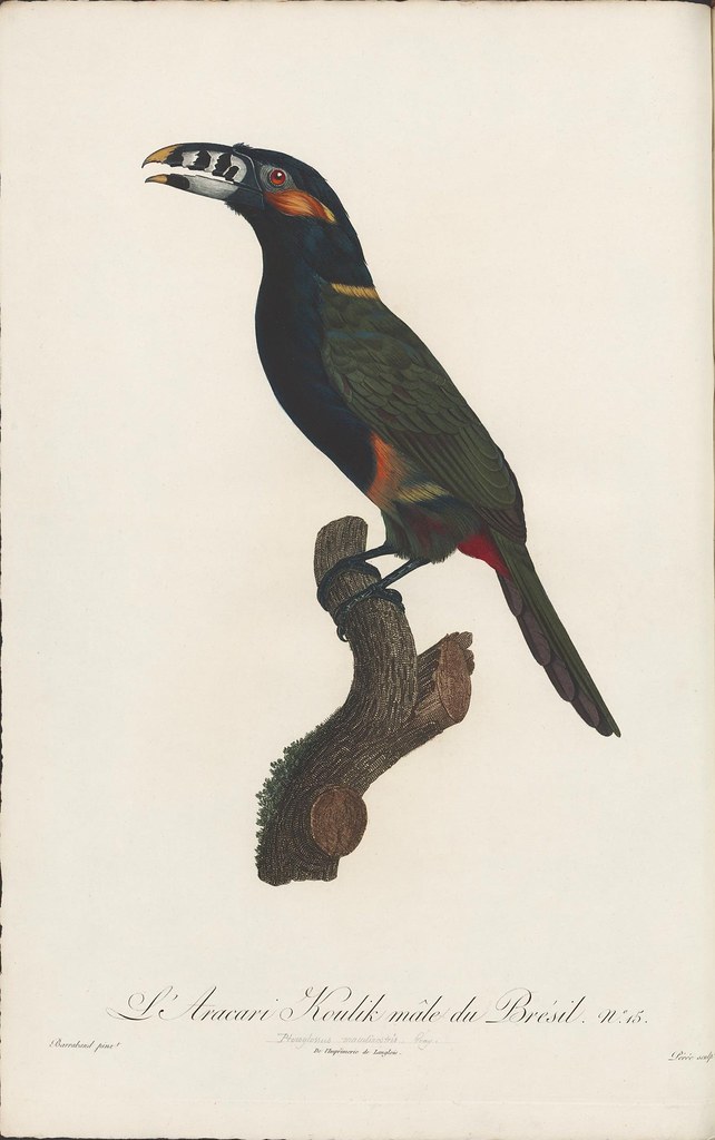 hand-coloured engraving of toucan