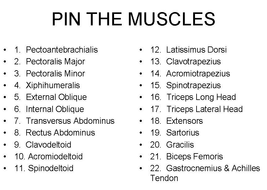 Pin The Muscles List