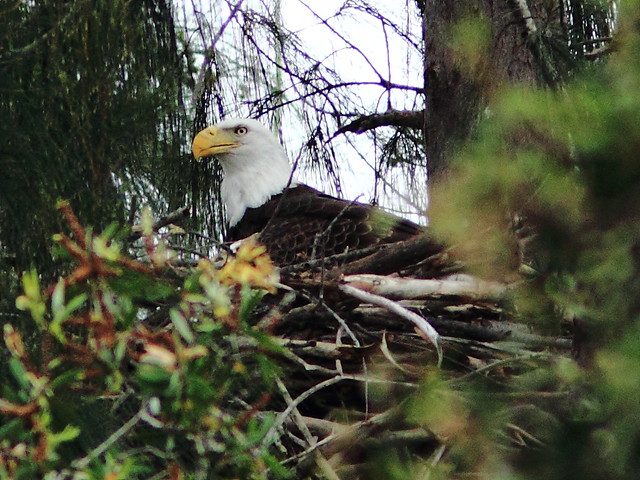 Bald Eagle female incubating 2-20111216