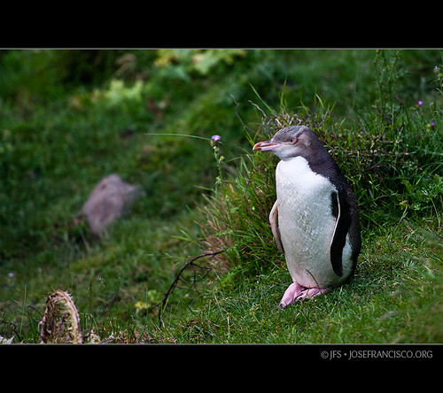 Pohatu Penguin [3158] by josefrancisco.salgado