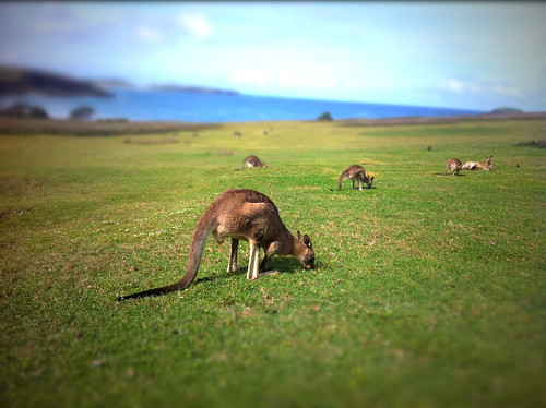 Hangin at the beach with the Roos
