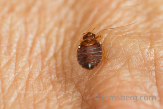 Bed bug.Cimex lectularius | Flickr - Photo Sharing!