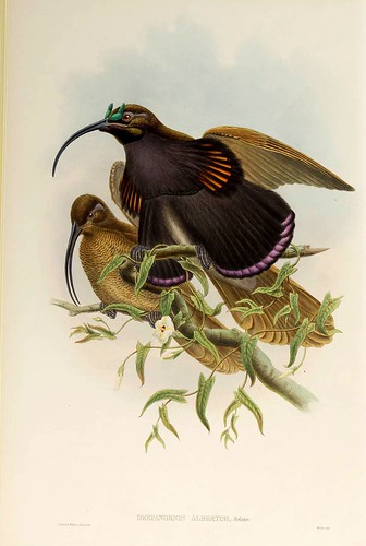 024-Ave del Paraiso de Albertis-The birds of New Guinea and the adjacent Papuan islands..1875-1888-Vol I-Gould y Sharpe