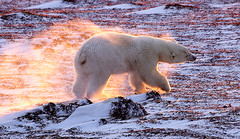 Churchill Polar Bears Plus
