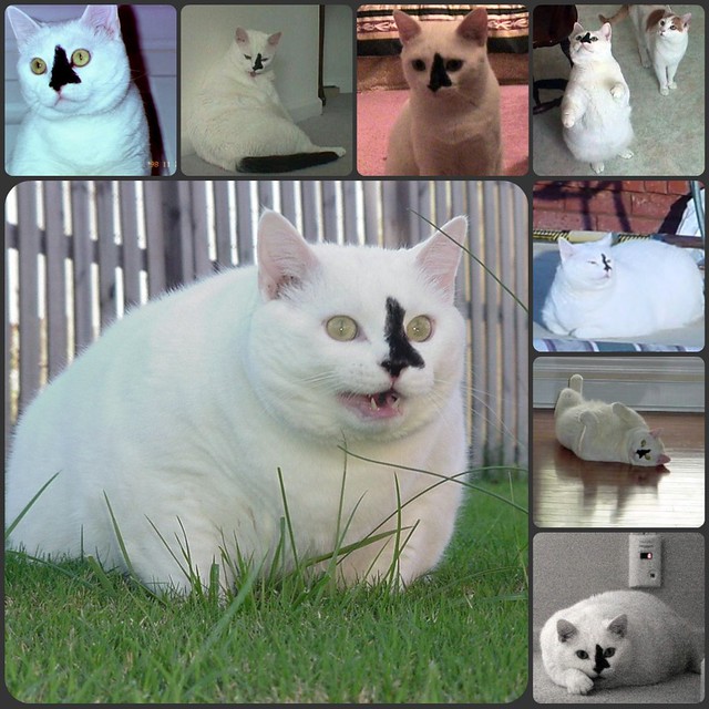 Tubby Collage