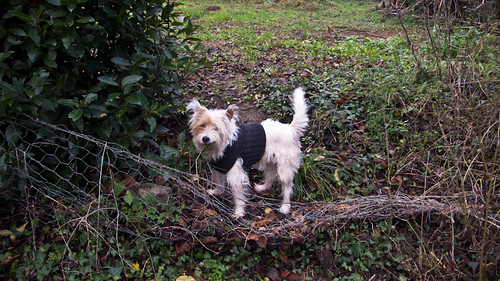 Parson Russel terrier and coat