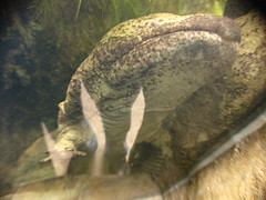 Ocean Park Salamander