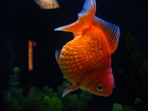 Ocean Park Goldfish