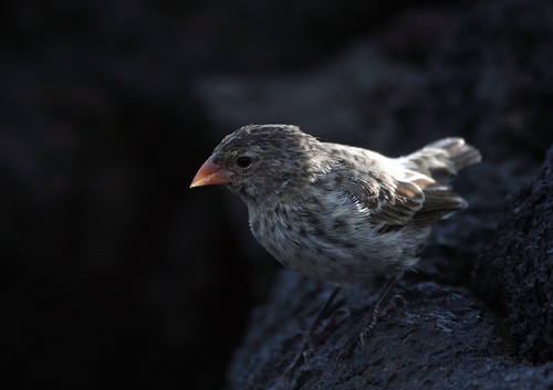 小嘴地雀，達爾文雀的其中一種。（照片：Wildlife Travel。）